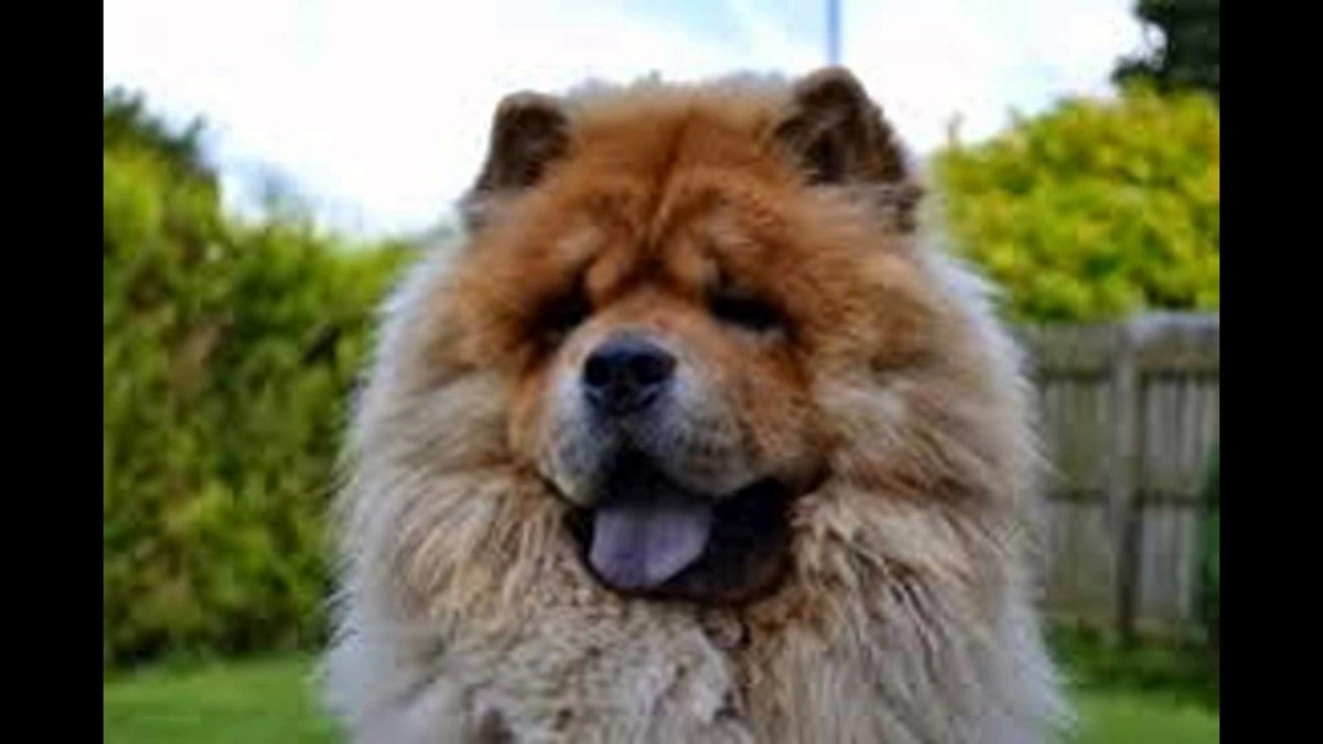 Чау чау белый