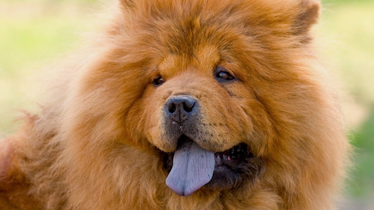 Чао-Чао собака