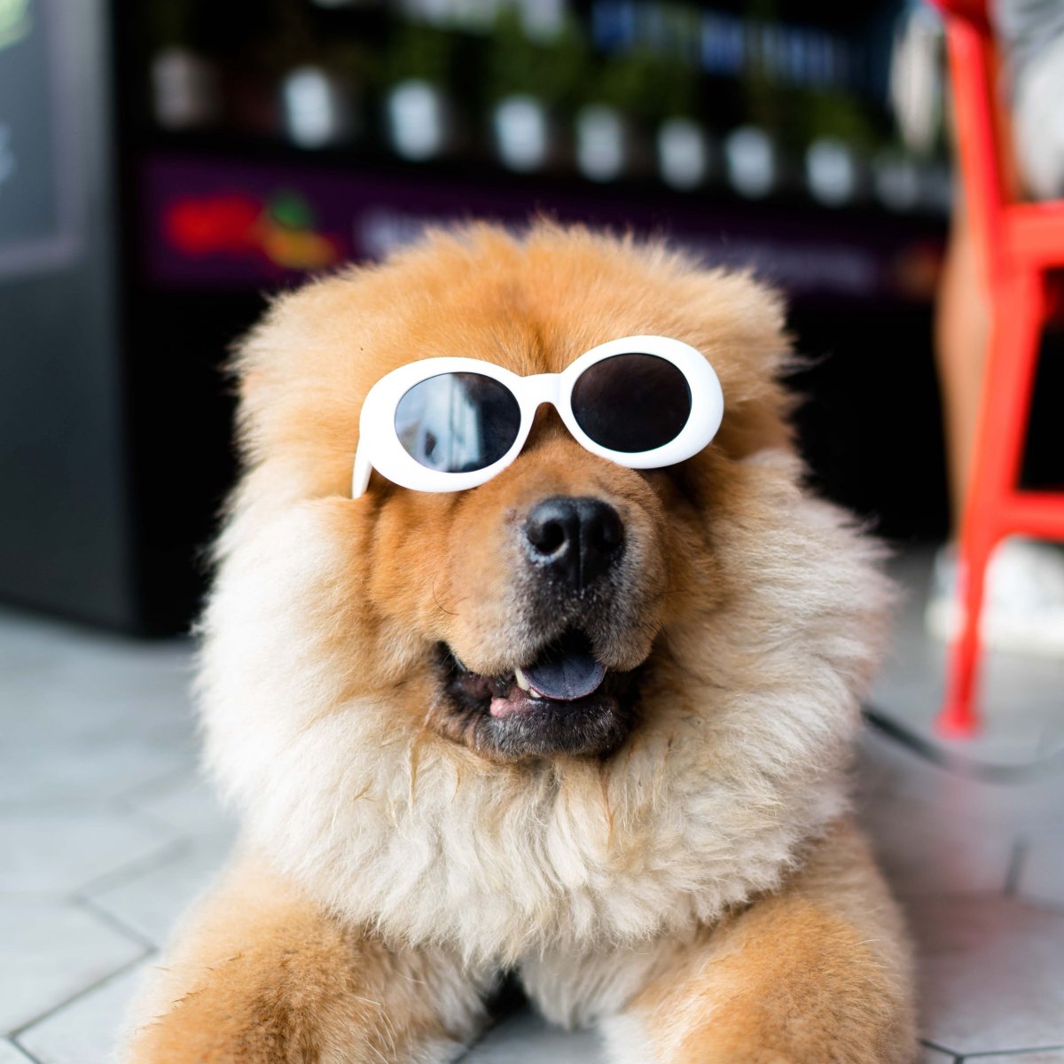 Щенки чау чау спят