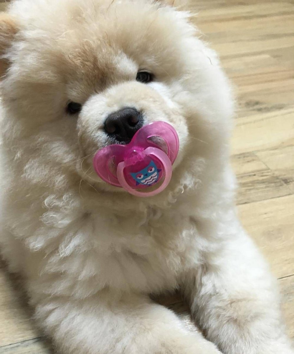 Чао Чао мастиф