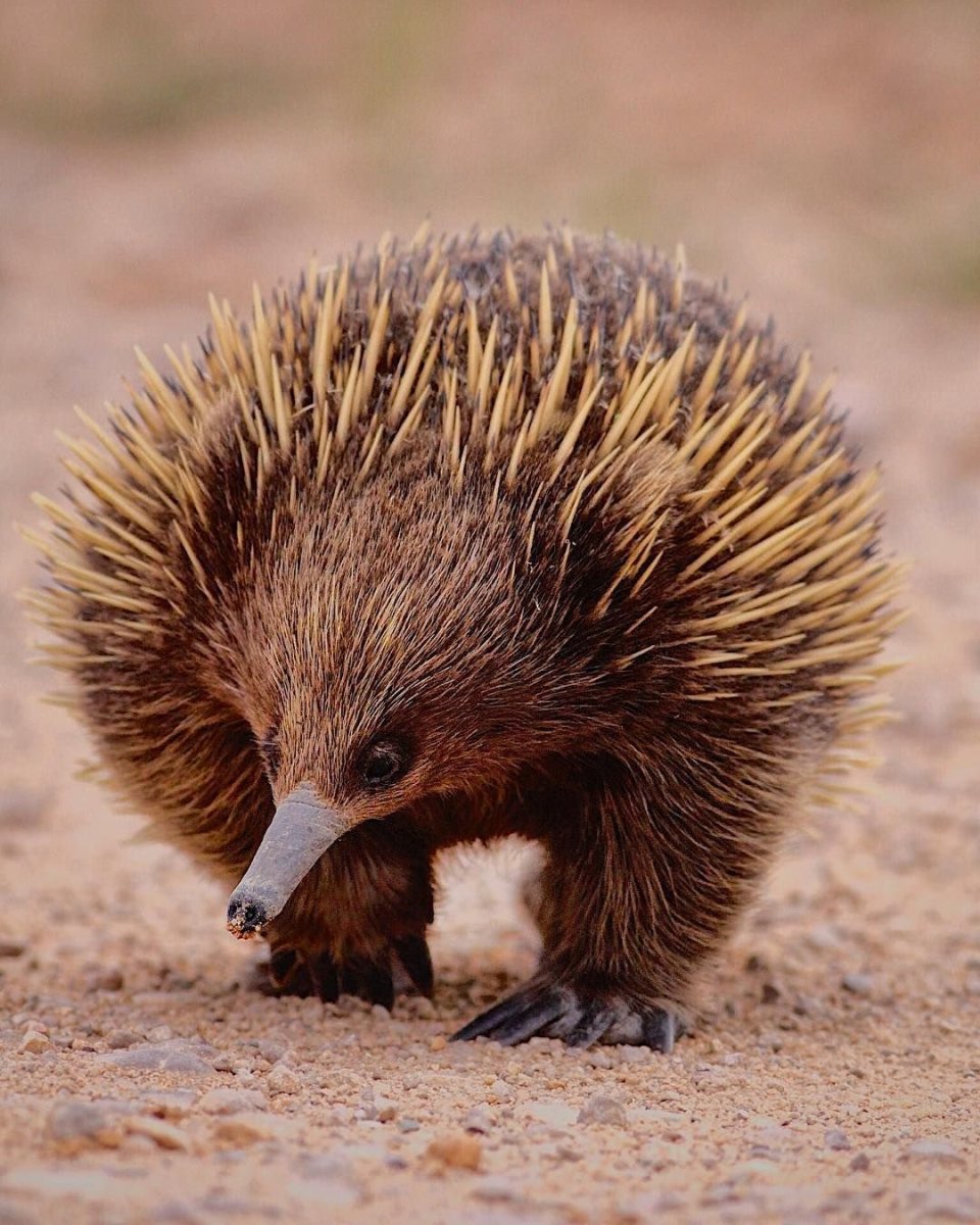 Иглистая ехидна