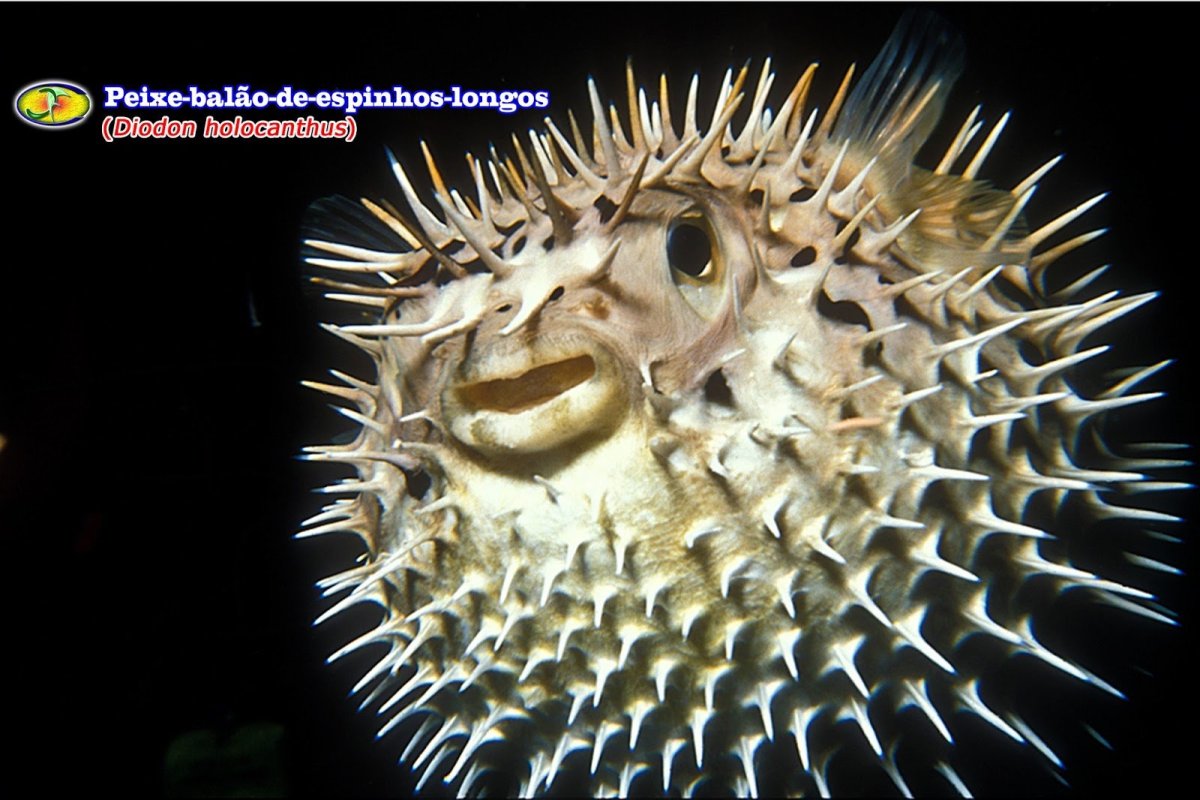 Еж-Дикобраз рыба