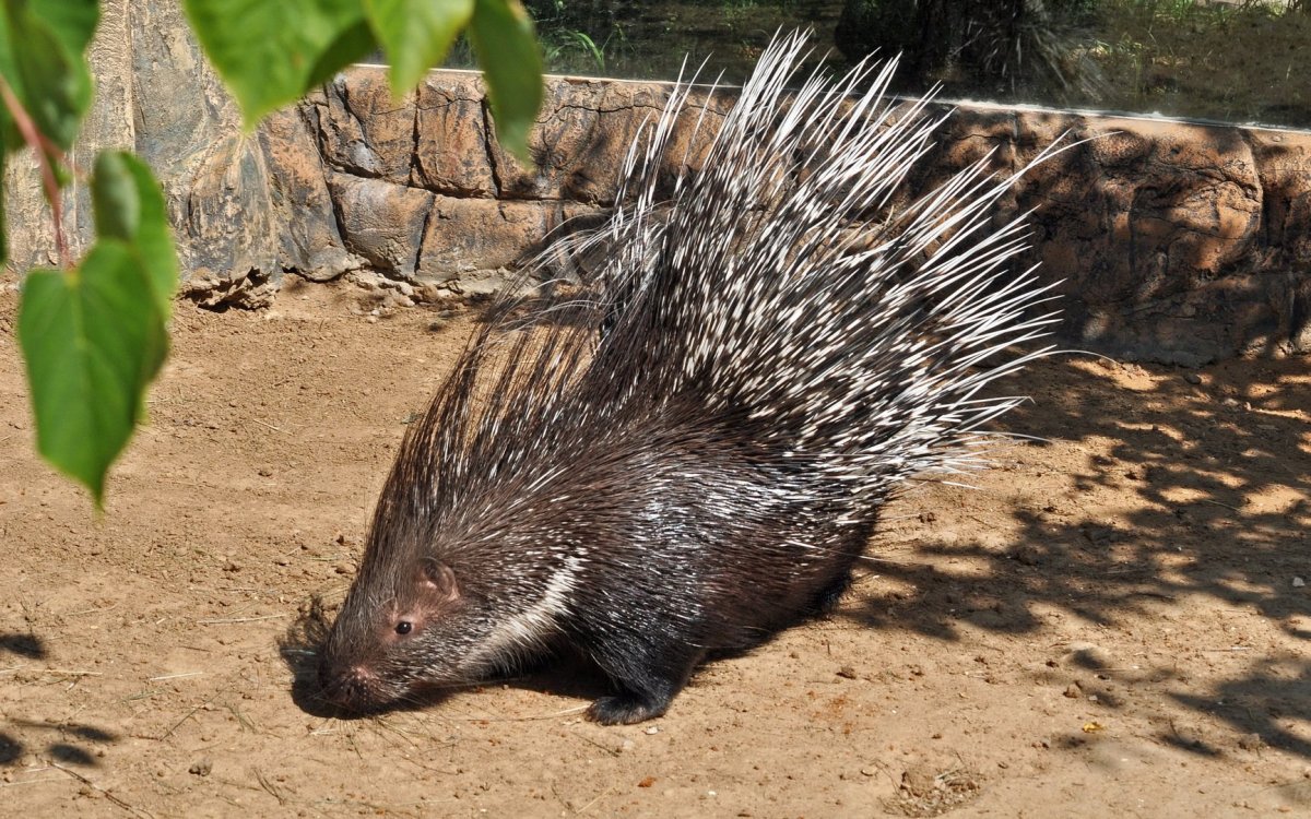 Южноафриканский Дикобраз
