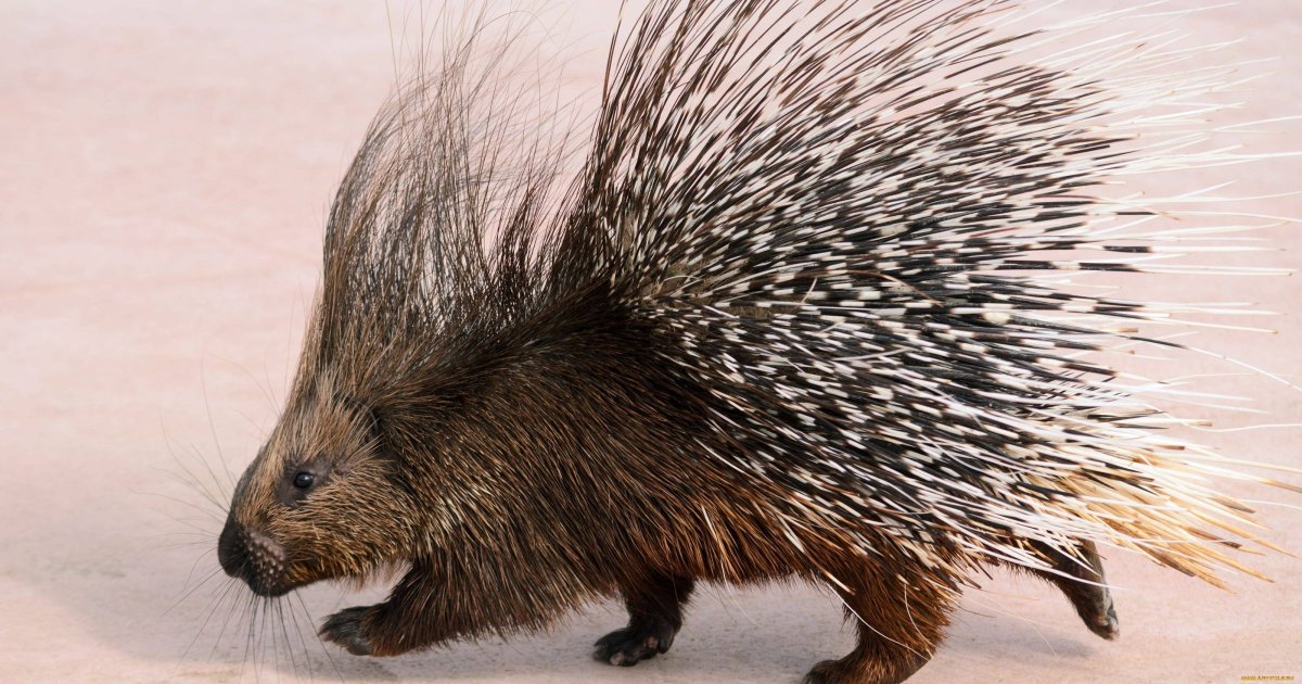 Амазонский Дикобраз