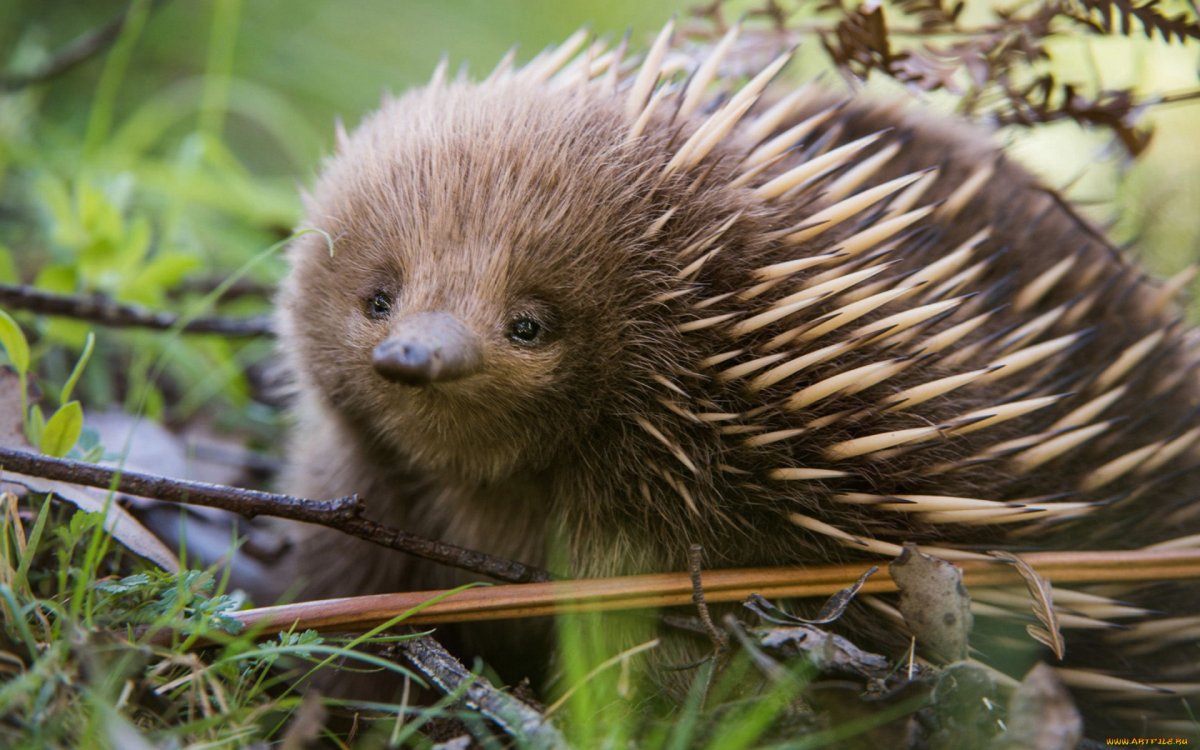 Ехидна яйцекладущие