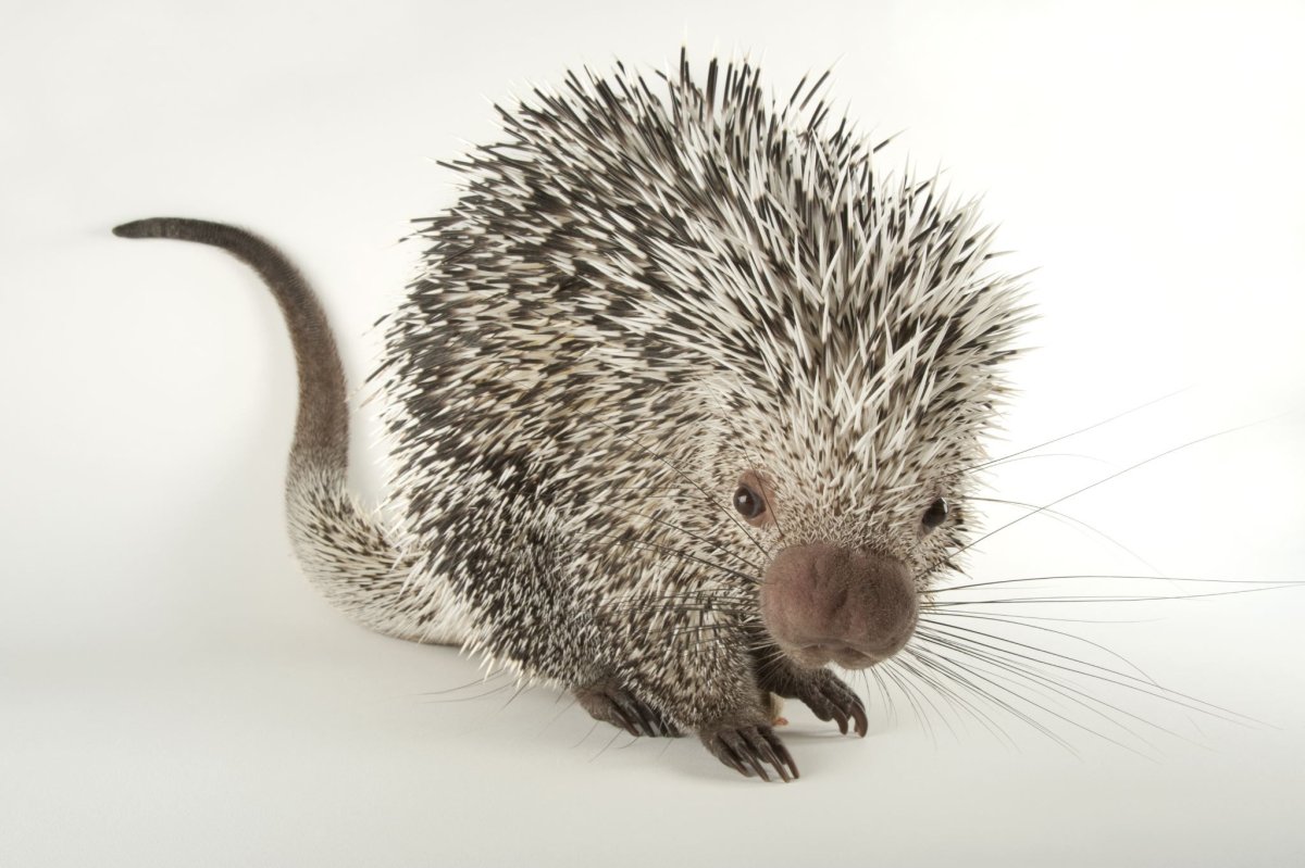 Милый Дикобраз