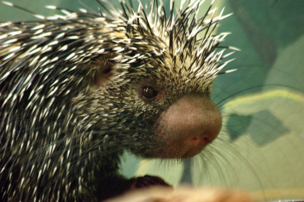 Prehensile-tailed Porcupine