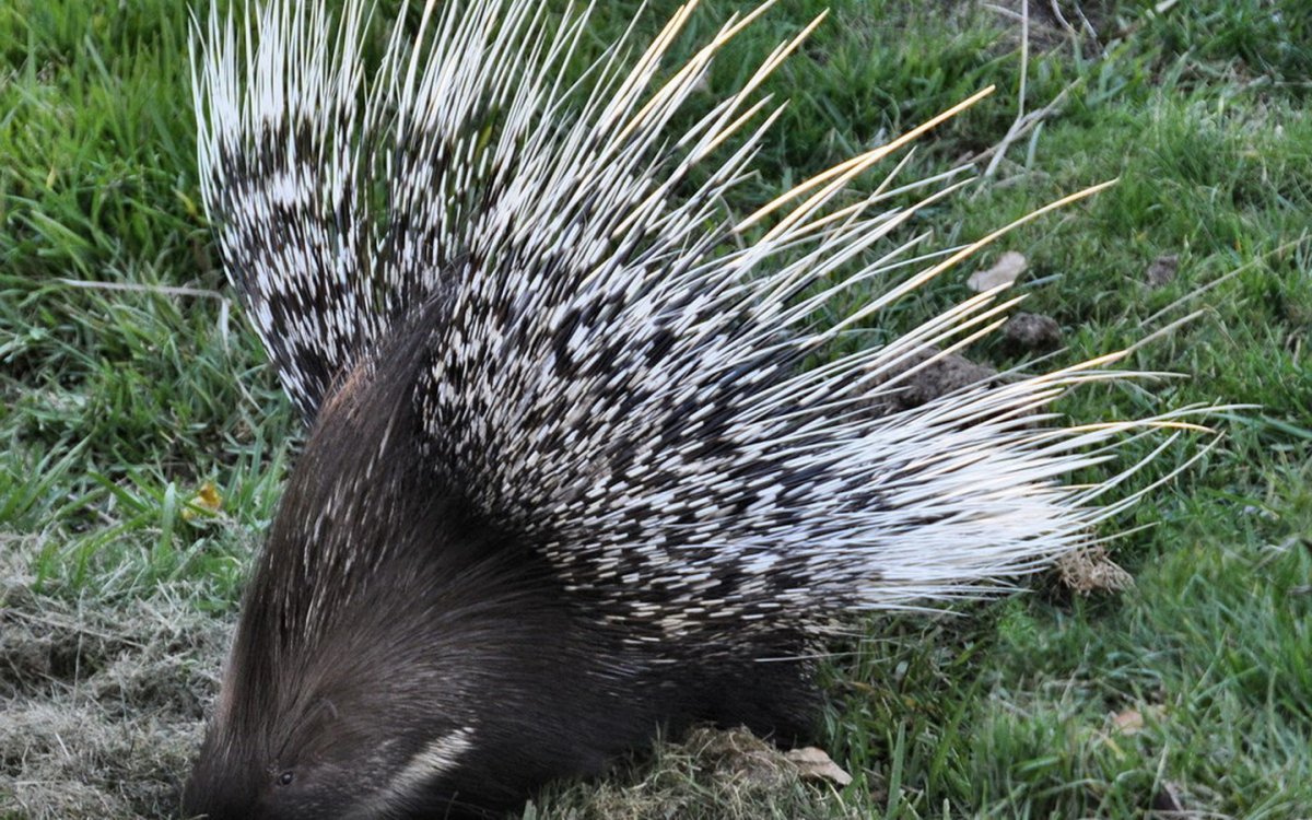 Амазонский Дикобраз