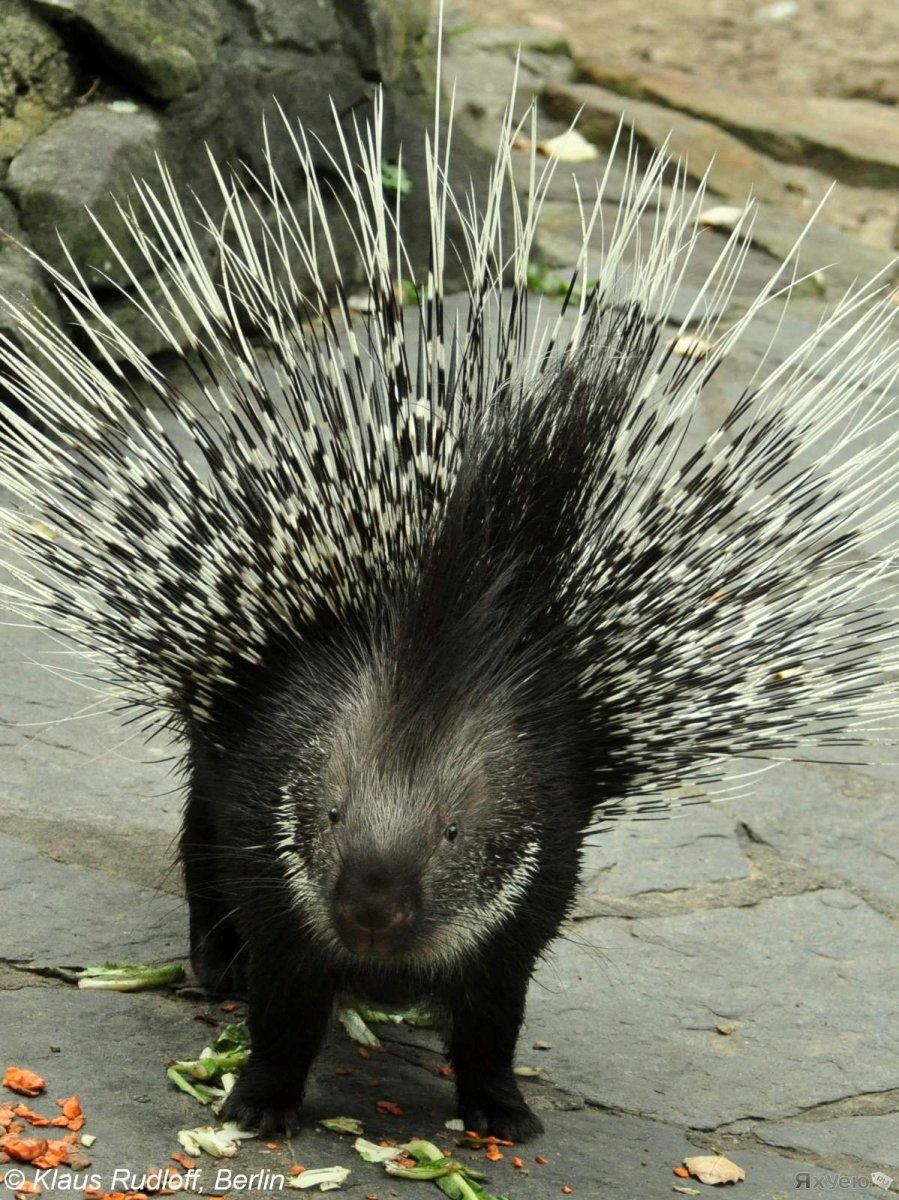Пимпла-древесный Дикобраз