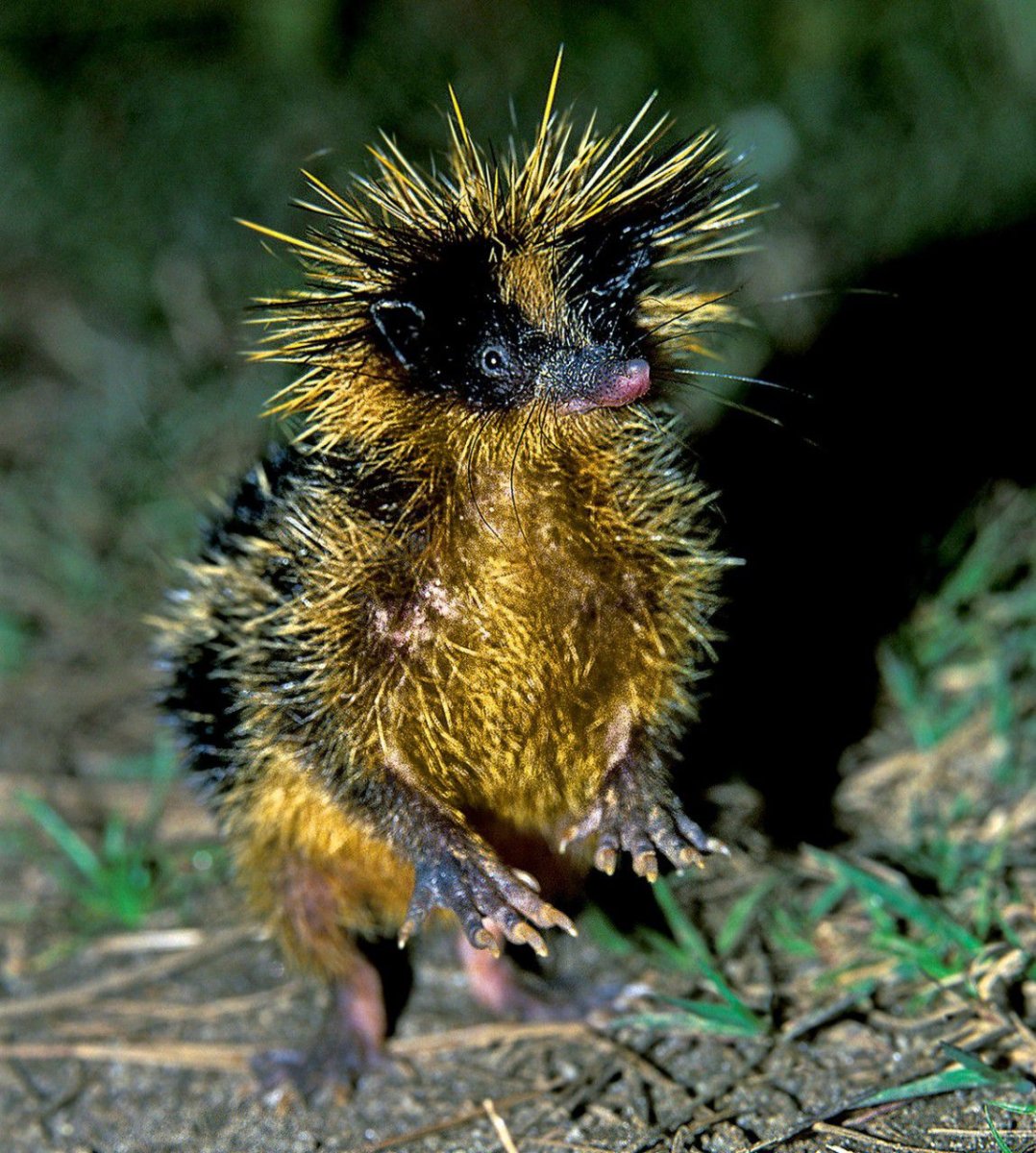 Мадагаскарский тенрек