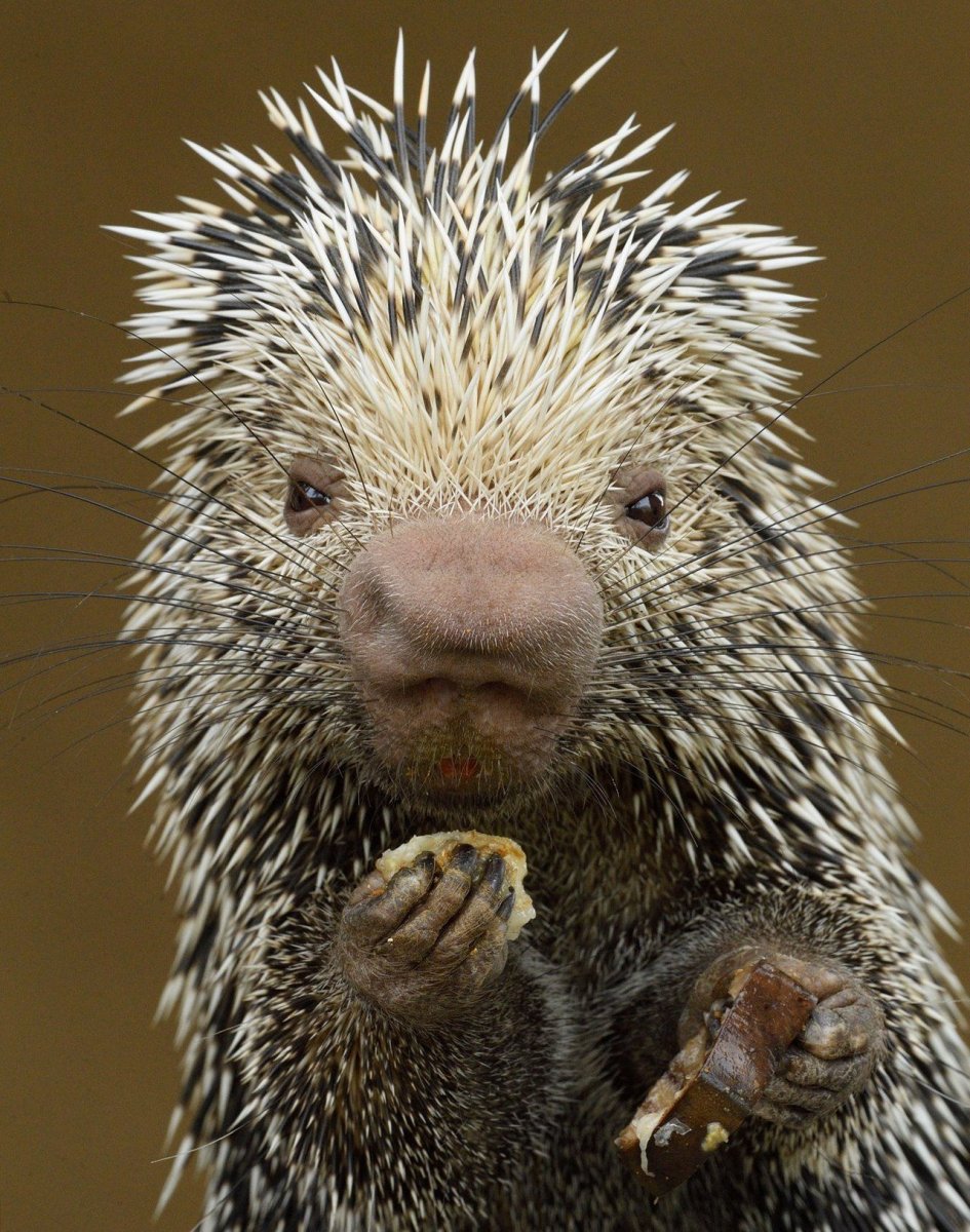 Ландак Дикобраз