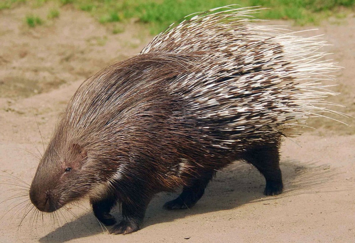 Суматранский Дикобраз