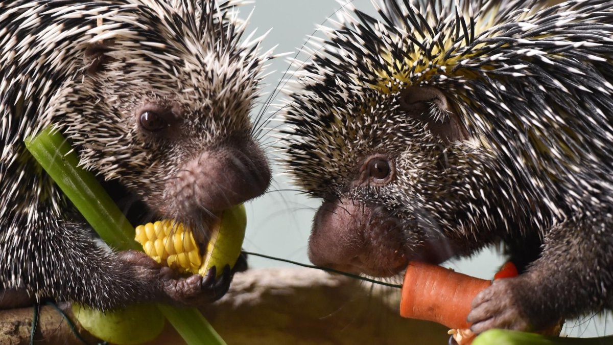 Пимпла-древесный Дикобраз