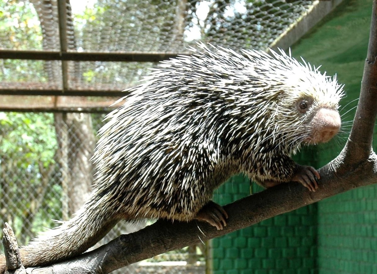 Пимпла-древесный Дикобраз