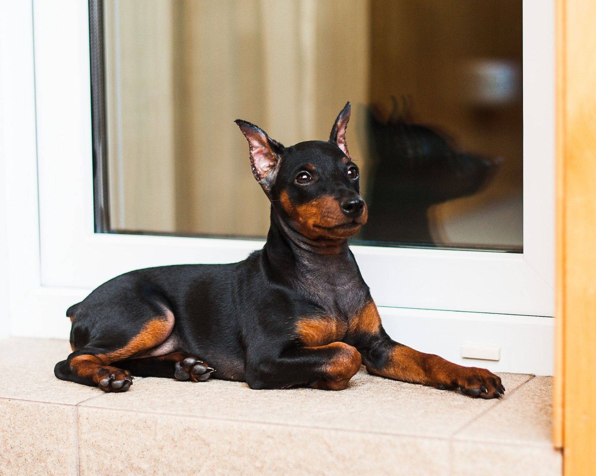 Цвингер пинчер