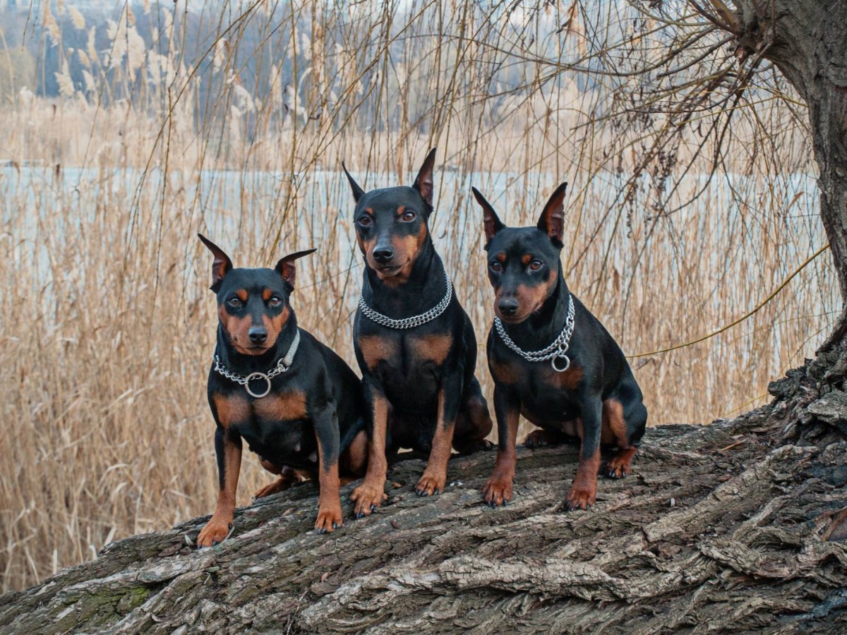 Карликовый пинчер Цвергпинчер