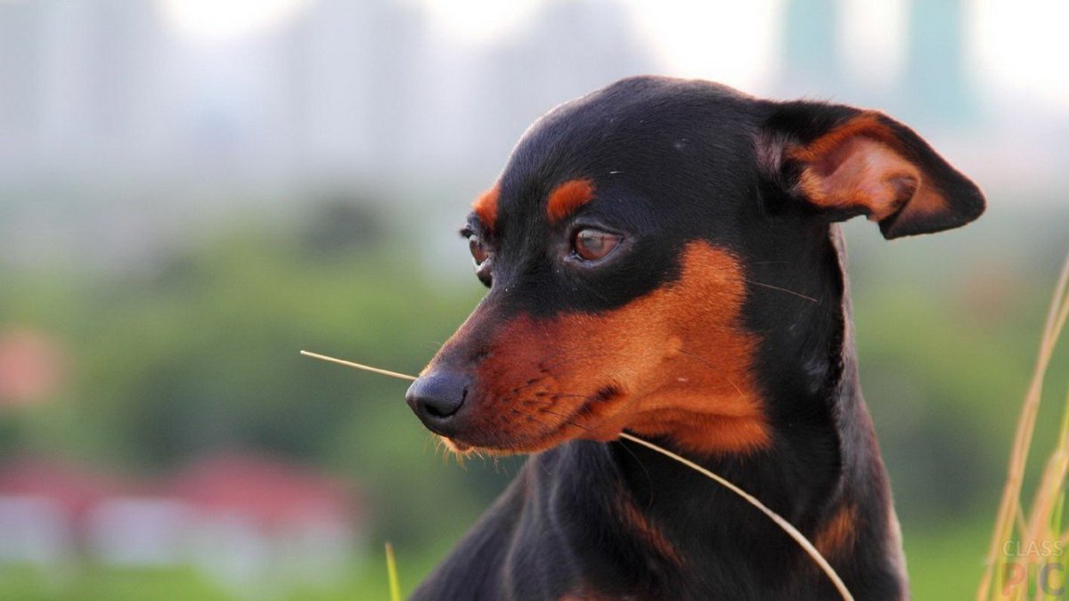 Карликовый пинчер Цвергпинчер