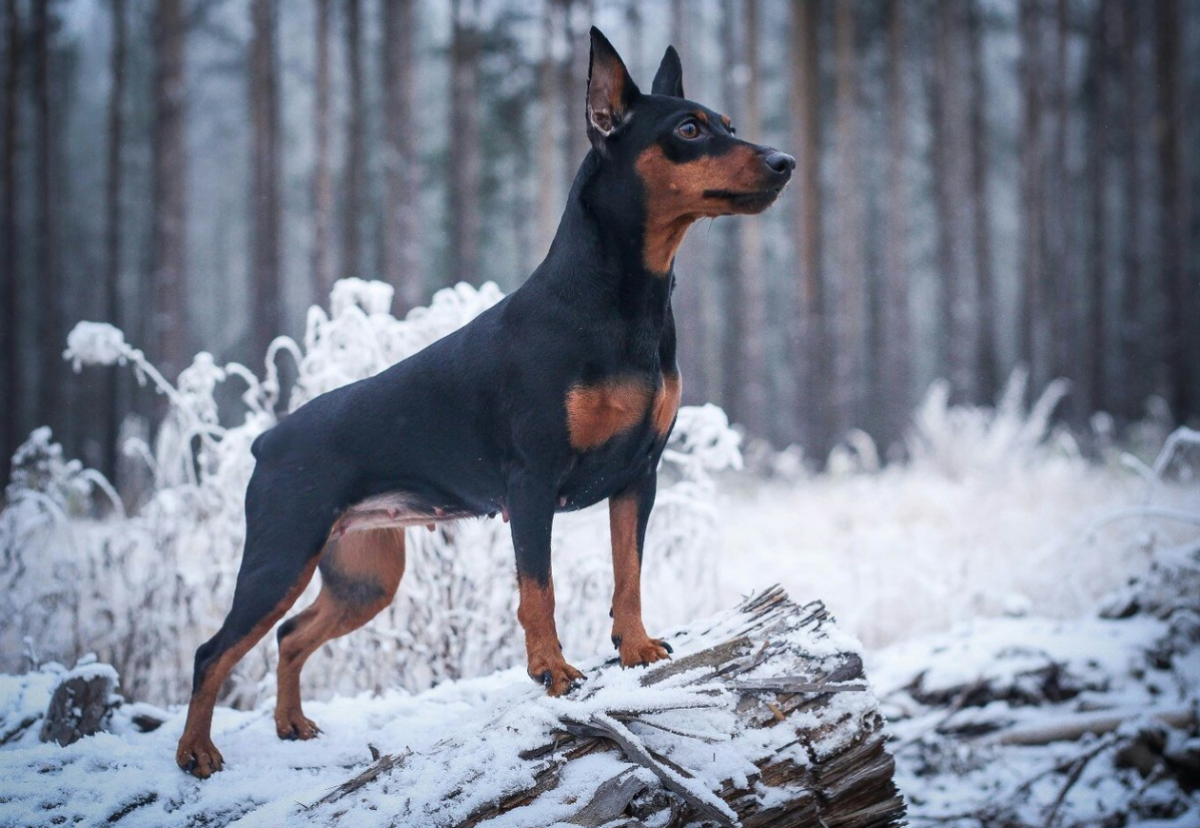 Карликовый пинчер