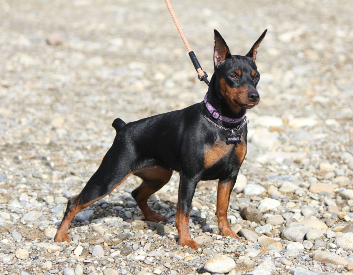 Бостон пинчер