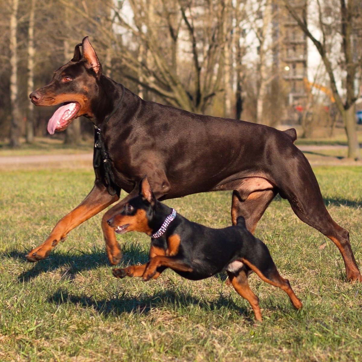 Афганский карликовый пинчер