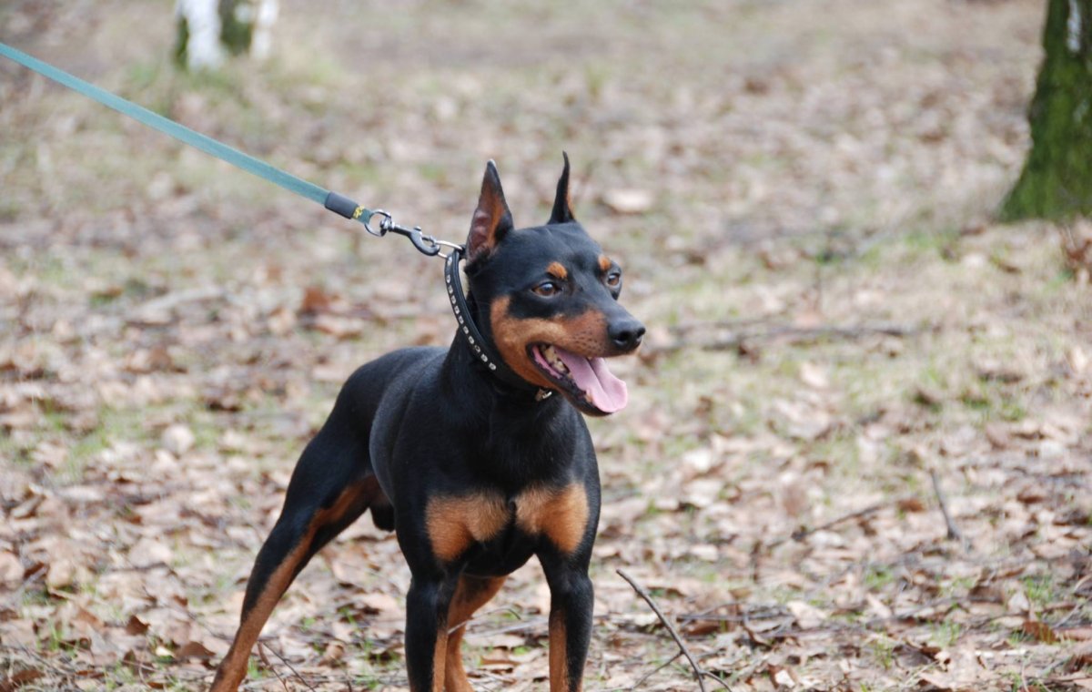 Порода собак Цвергпинчер