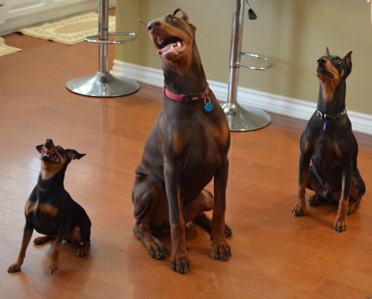 Мини Доберман Цвергпинчер