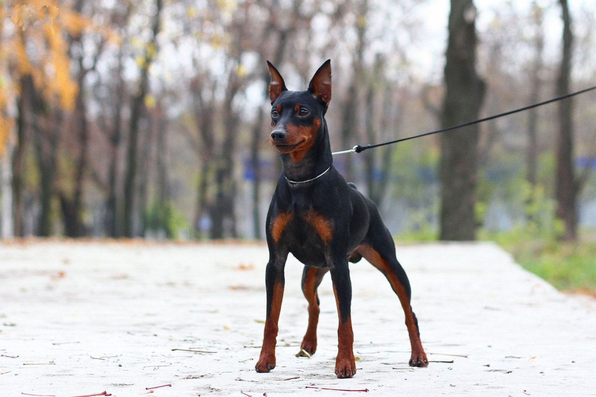 Мини Доберман-пинчер