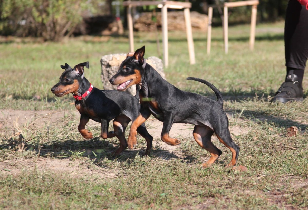 Доберман пинчер злой