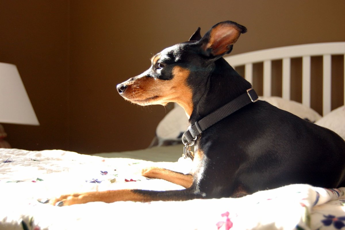 Доберман стандарт породы