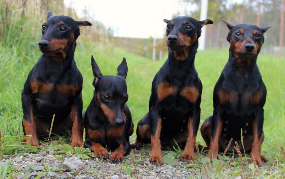 Немецкий пинчер крысарик