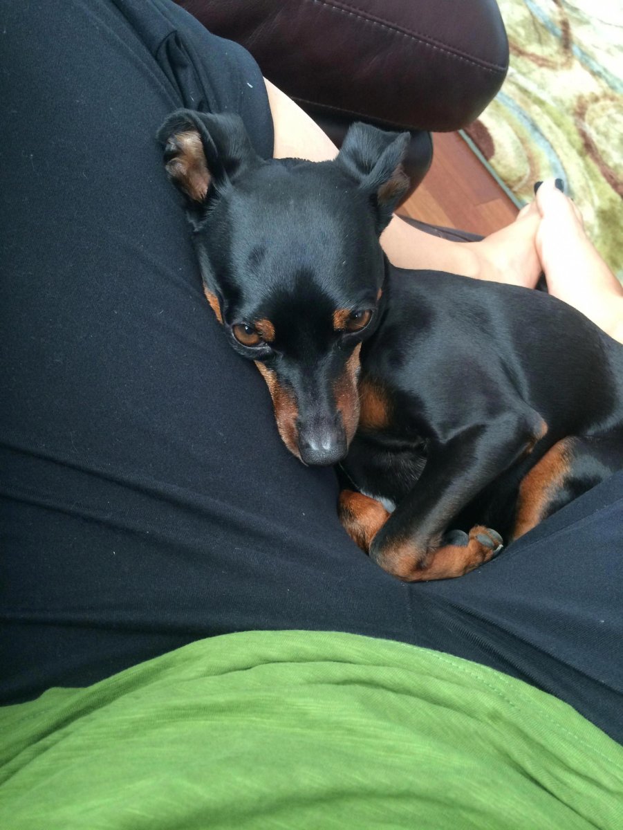 Цвергпинчер обои на телефон