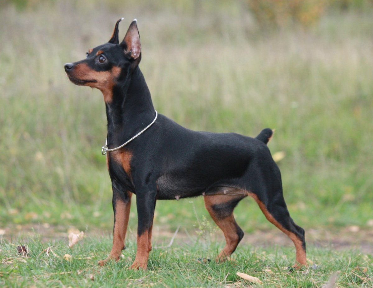 Английский пинчер