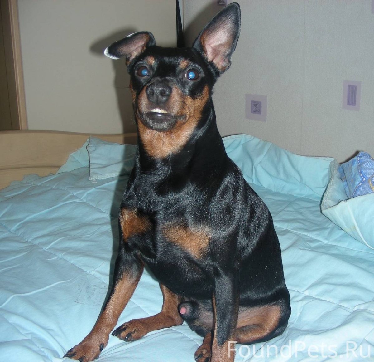 Карликовый пинчер