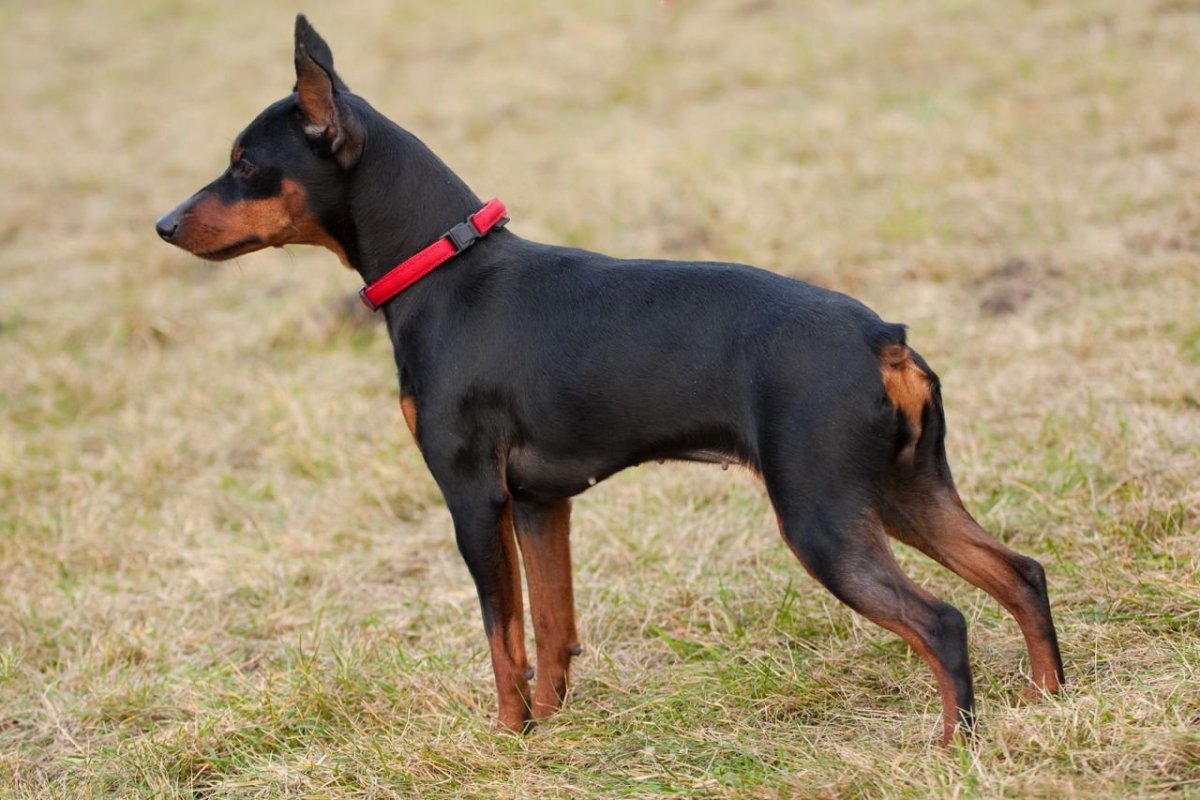 Мини Пикчерз собачка