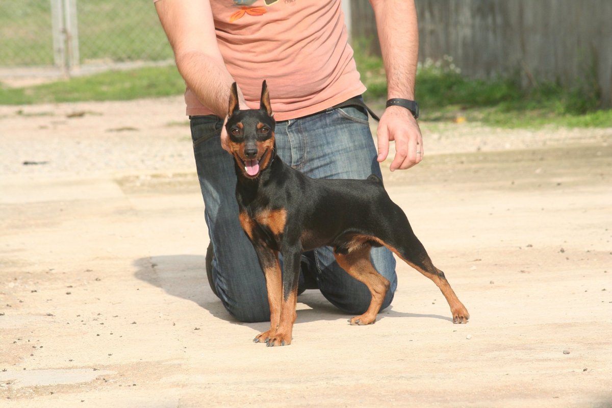 Карликовый пинчер