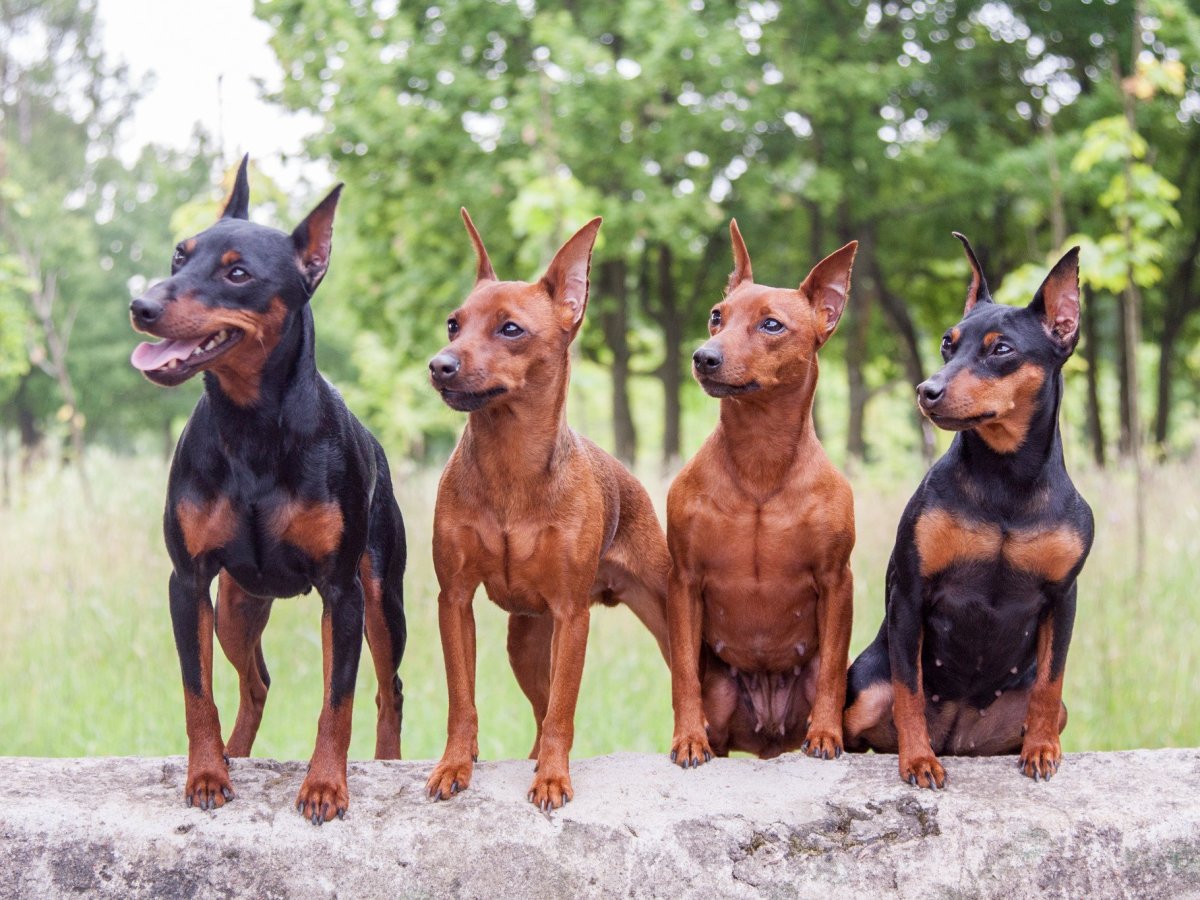Доберман в миниатюре