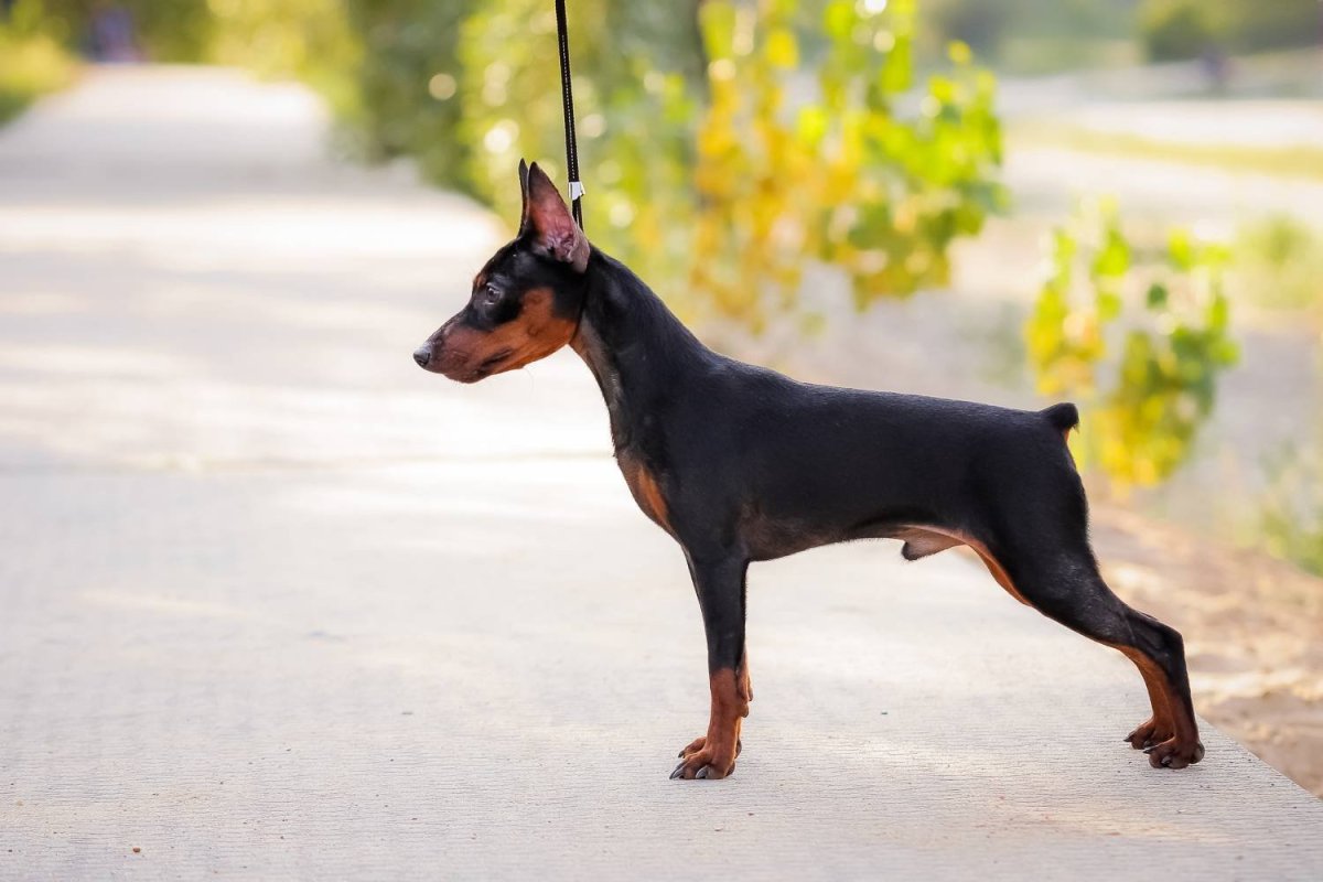 Пинчер терьер