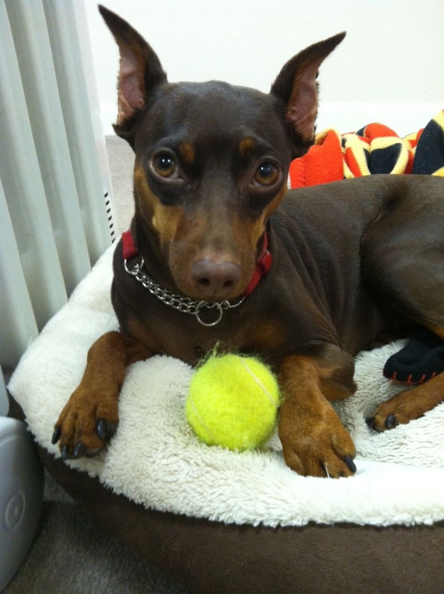 Пинчер терьер карликовый