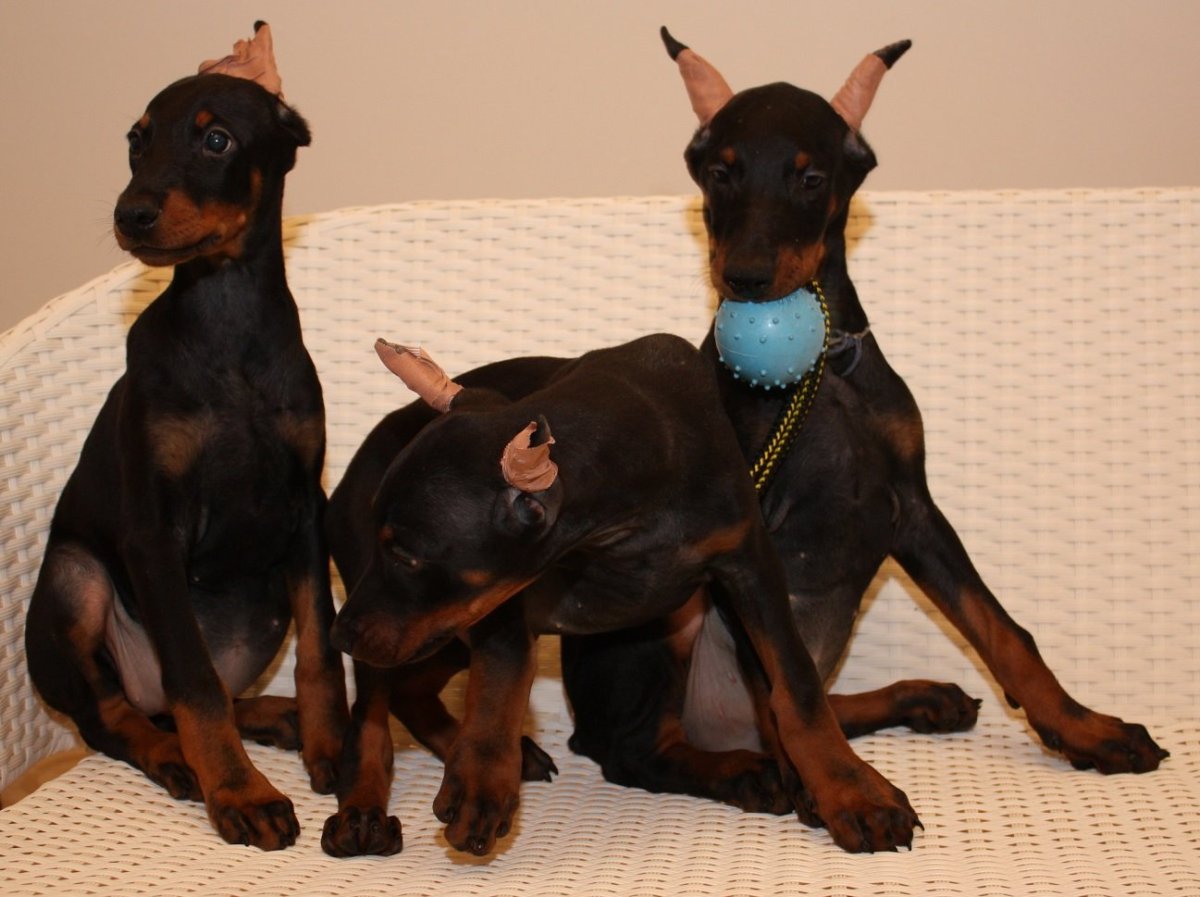 Цвергпинчер Эстетика