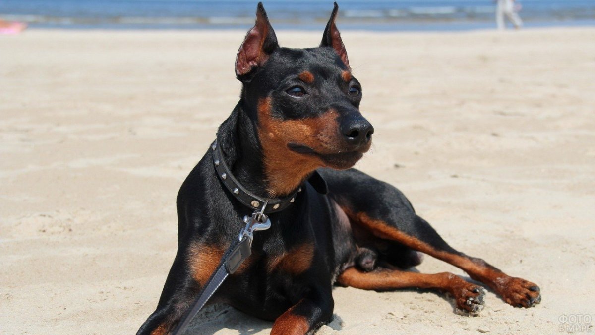 Немецкий дог и Доберман