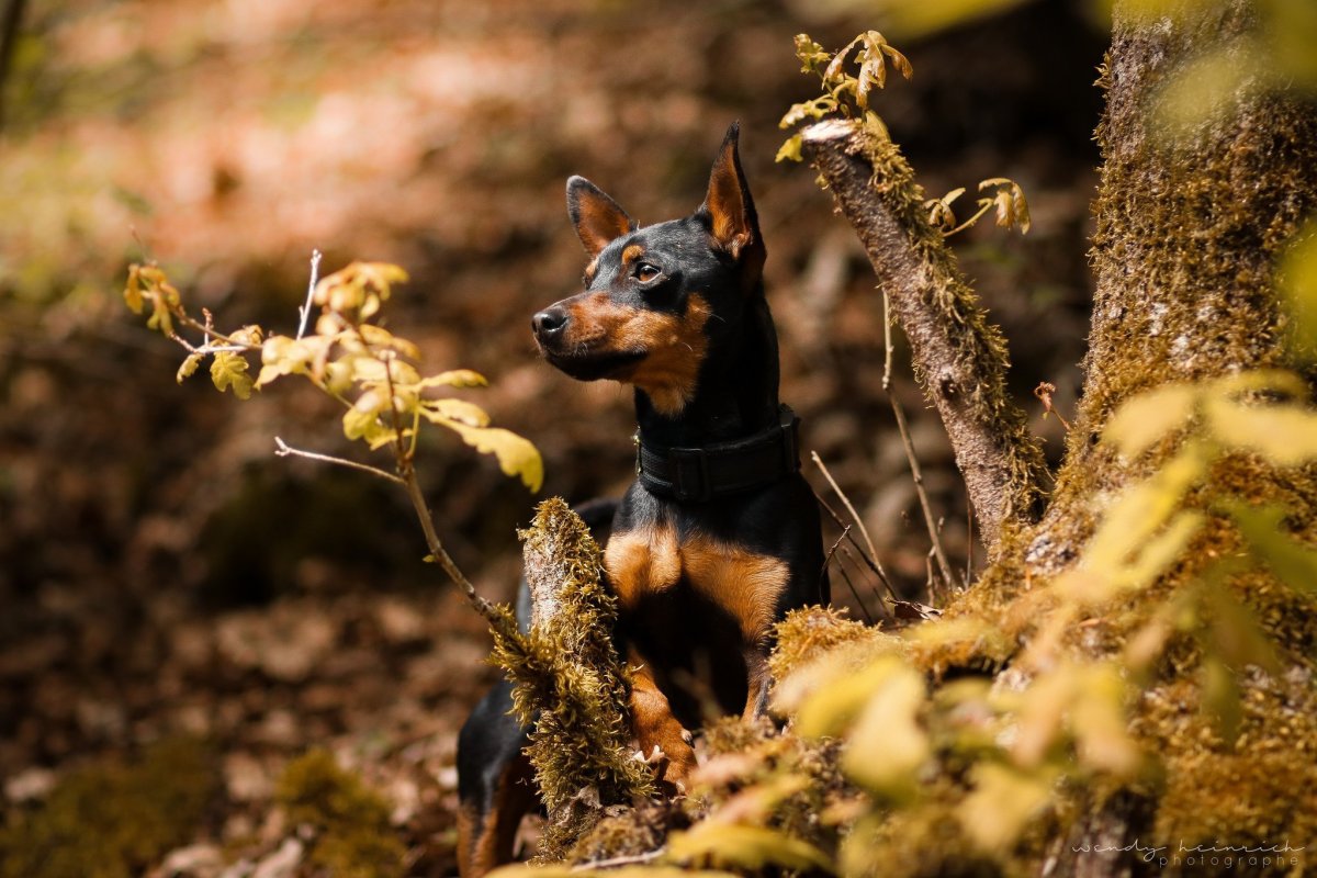 Доберман Пинтерест