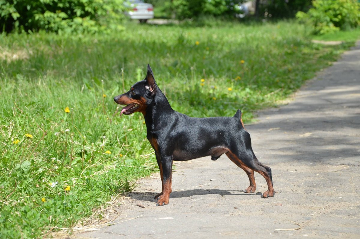 Пинчер терьер карликовый