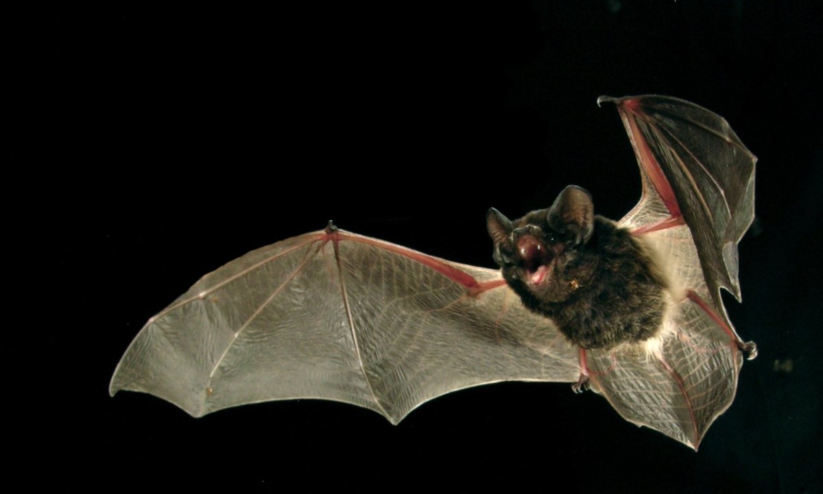 Длиннохвостая летучая мышь Chalinolobus tuberculatus