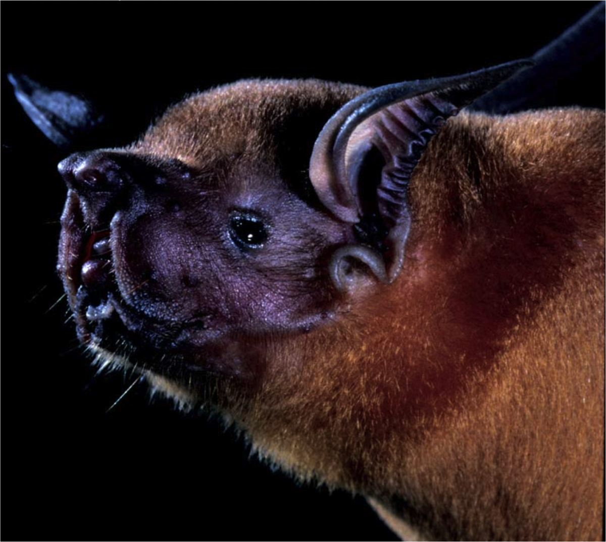 Широкоухий складчатогуб