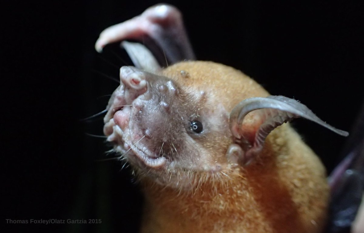 Зайцегуб летучая мышь
