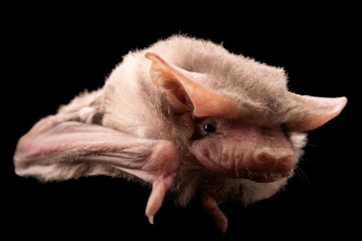 Бразильский складчатогуб