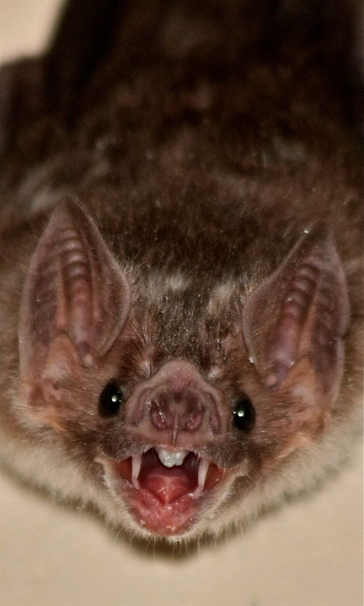 Крыланы Насекомоядные