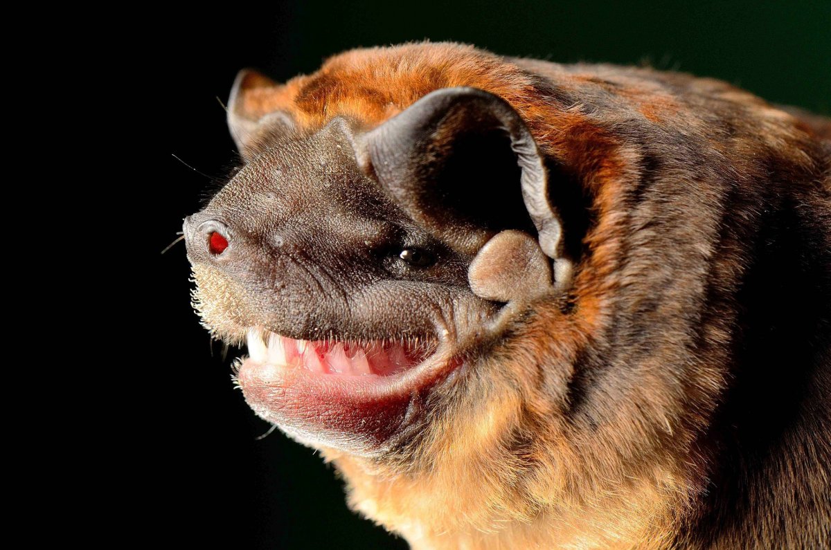 Широкоухий складчатогуб