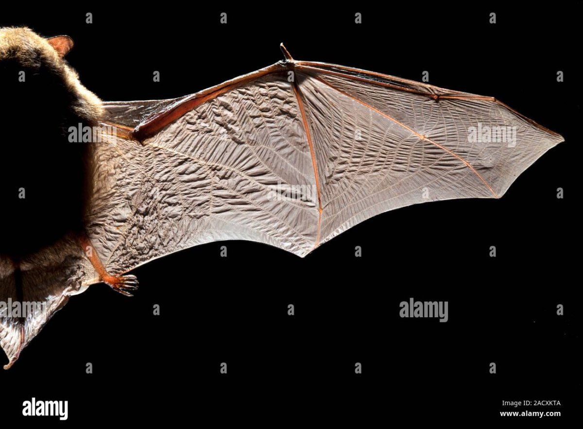 Bat species