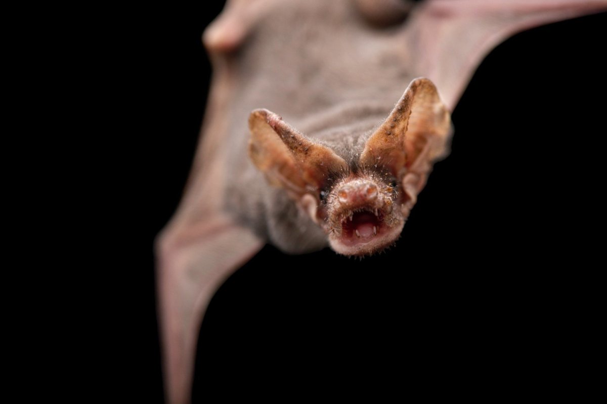 Бульдоговая летучая мышь